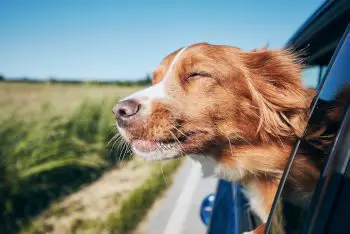 Pet Friendly Cabins
