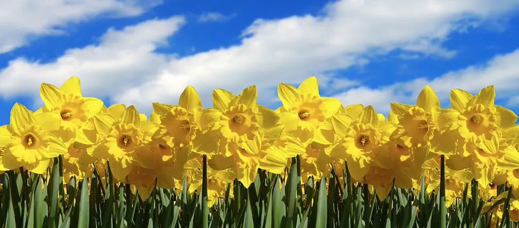 Daffodil Garden