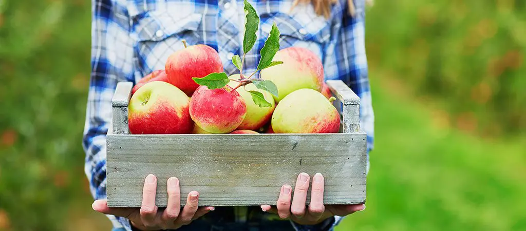 Apple Picking | North GA