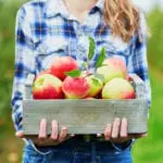 mercier-orchards-apples-georgia