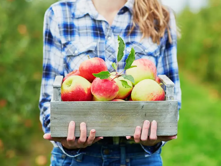 mercier-orchards-apples-georgia
