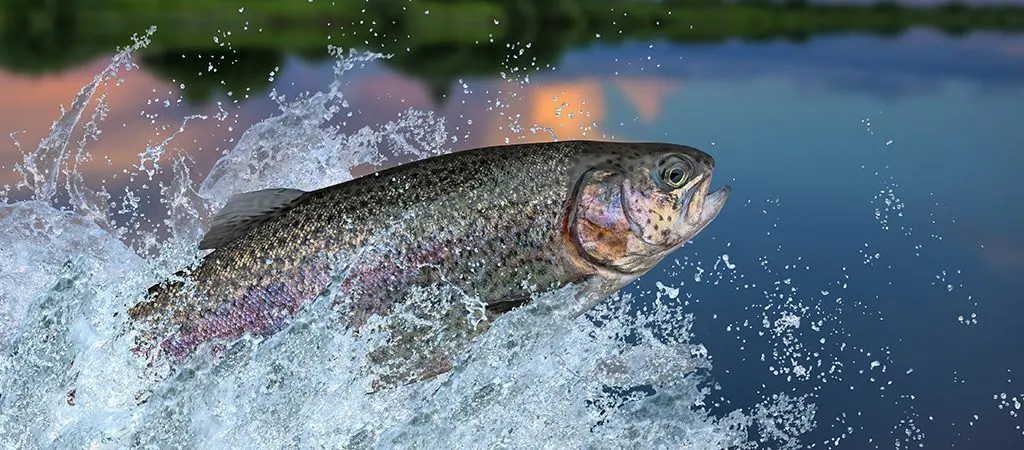 Trout Fishing | Blue Ridge