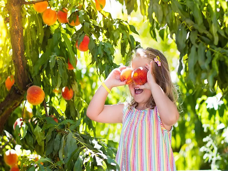 Peach picking, North Georgia, Blue Ridge, Fruit