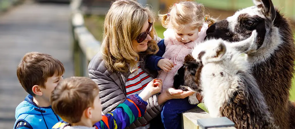 Petting Zoo | Family | Blue Ridge