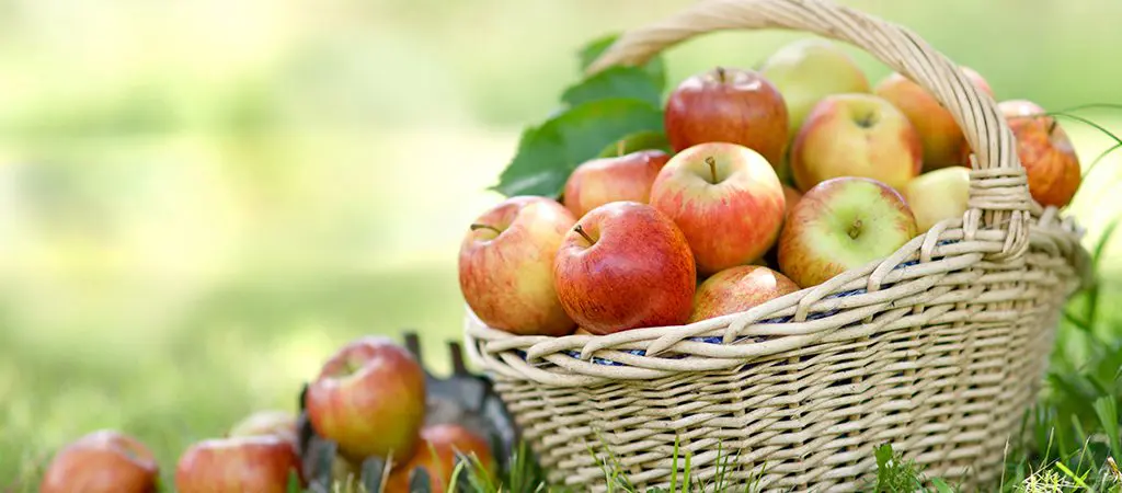 Apple Festival - Blue Ridge
