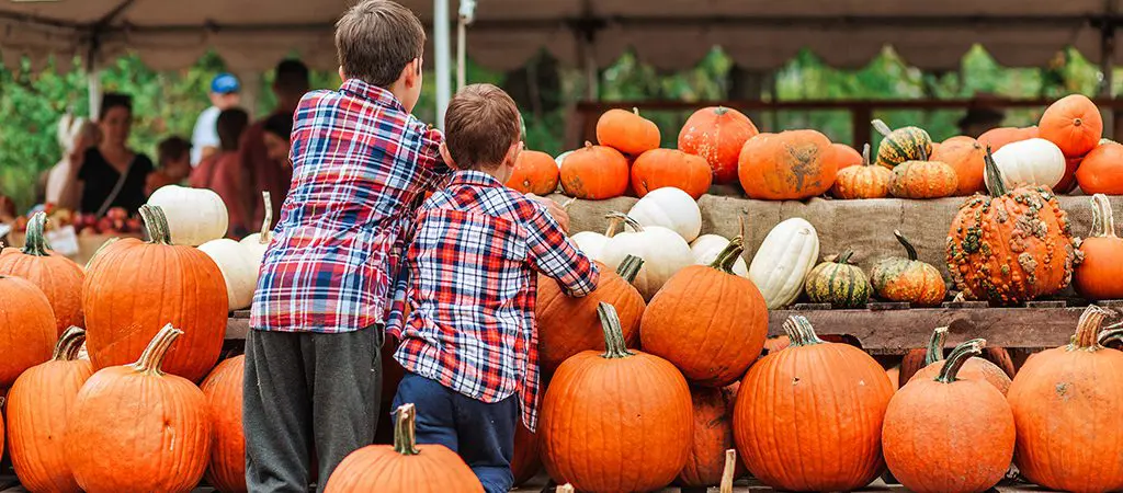 Pumpkin Patch | Blue RIdge