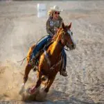 Rodeo, Blue Ridge, cows, horses, bulls