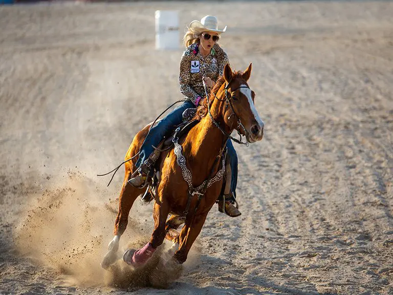 Rodeo, Blue Ridge, cows, horses, bulls