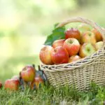 Apple picking, Apple Festival, Blue Ridge