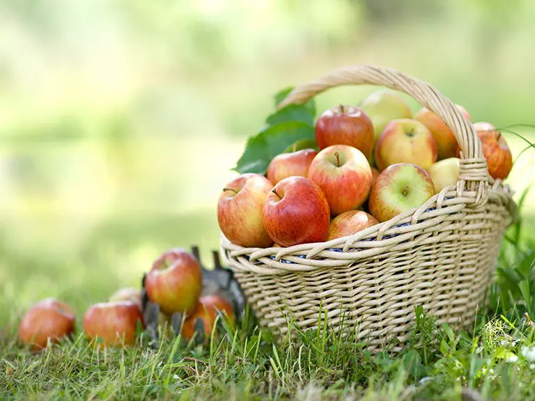 Apple picking, Apple Festival, Blue Ridge