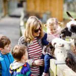 Petting Zoo | Blue Ridge | North Georgia | Farm