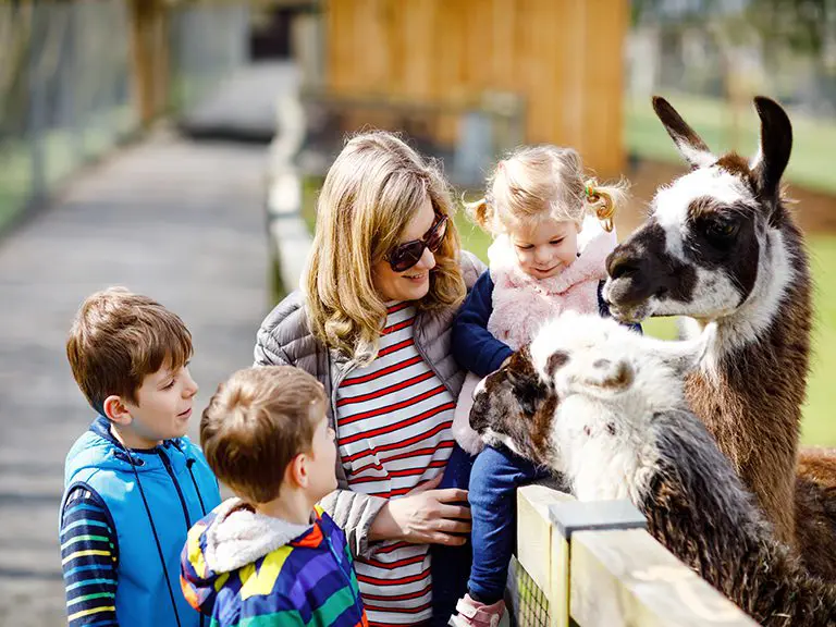 Petting Zoo | Blue Ridge | North Georgia | Farm