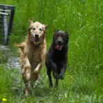 Pet-friendly cabins | Blue Ridge | Mountains | Trails
