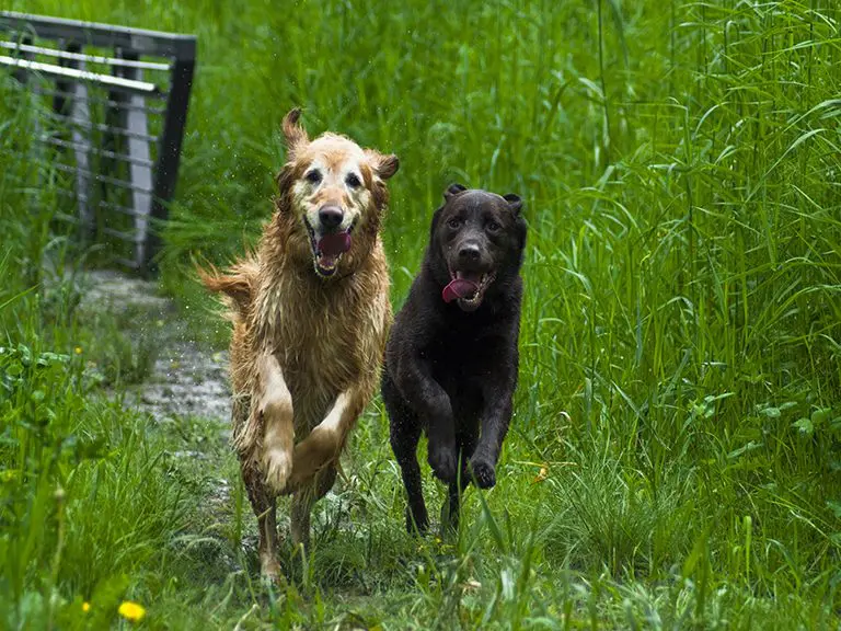 Pet-friendly cabins | Blue Ridge | Mountains | Trails