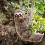 Wildlife, zoo, Blue Ridge