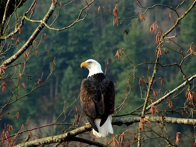 Bald Eagle | North Georgia