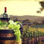 Bear Claw Vineyard | Blue Ridge