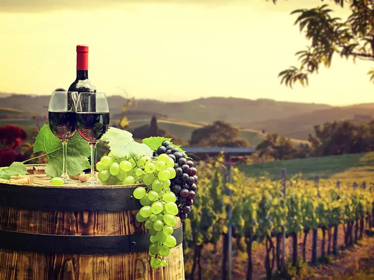 Bear Claw Vineyard | Blue Ridge