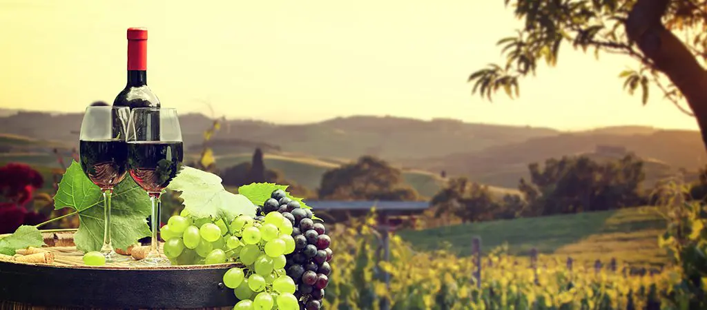 Bear Claw Vineyards | Georgia