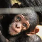 Chimps