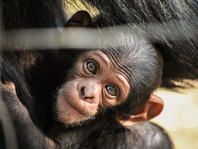 Chimps