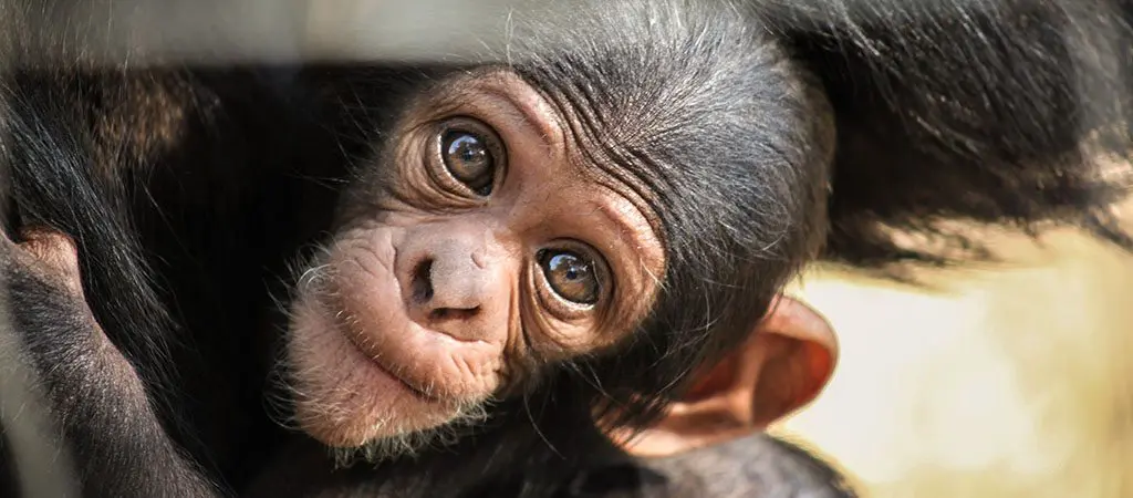 Chimps