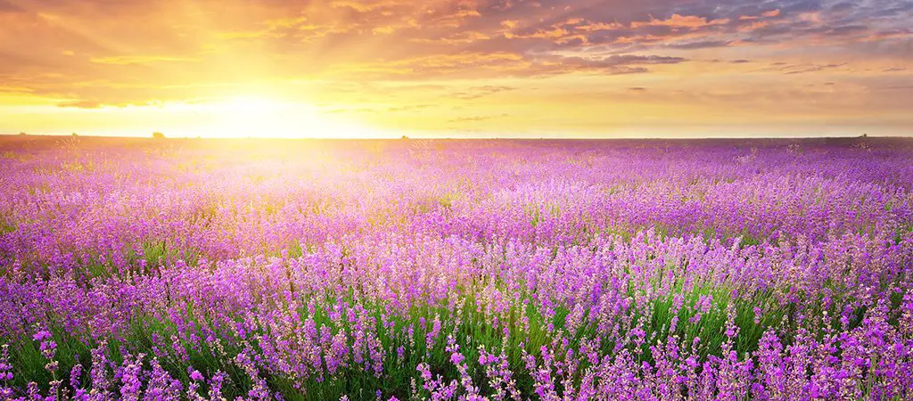 Lavender Farm