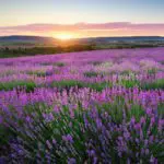 Lavender Farm