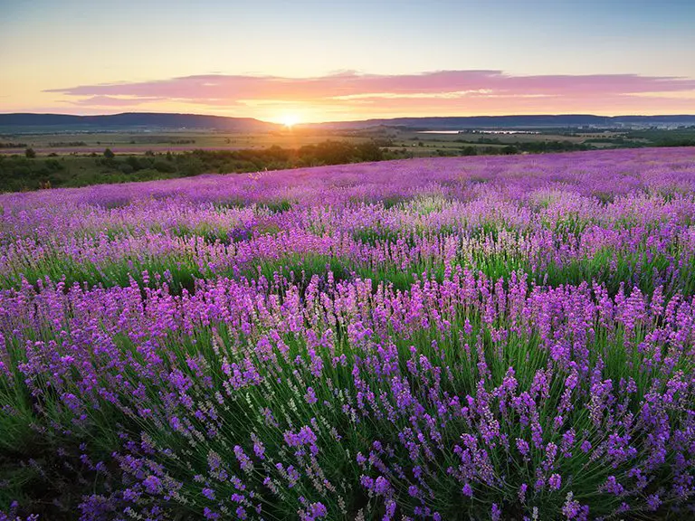 Lavender Farm