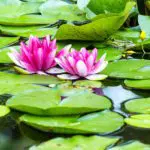 Lilly Pad - Blue RIdge