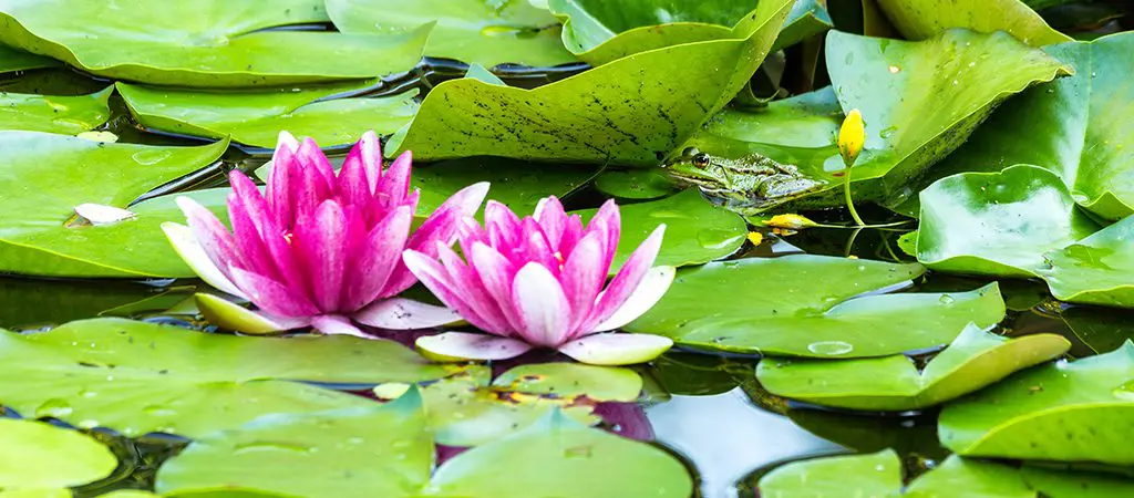 Lilly Pad Village - Blue Ridge
