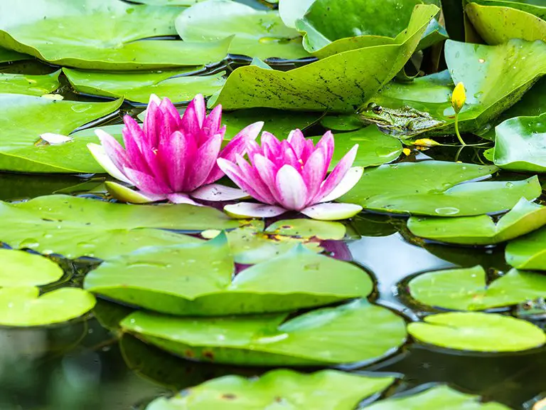 Lilly Pad - Blue RIdge