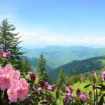 Wildflowers - Blue Ridge, GA