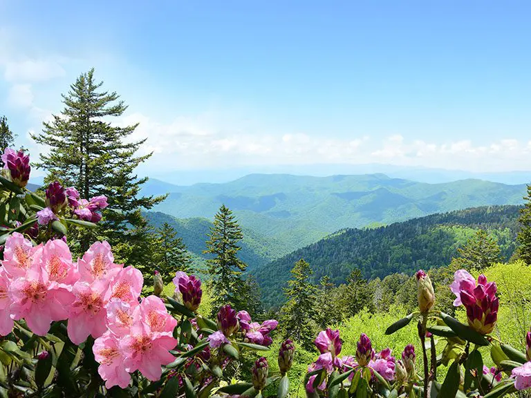 Wildflowers - Blue Ridge, GA