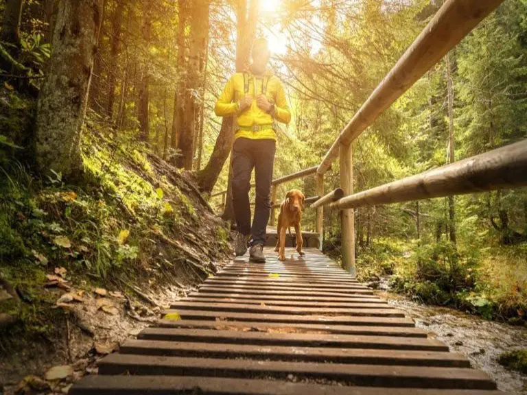 Hiking the Benton Mackaye Trail - Featured Image