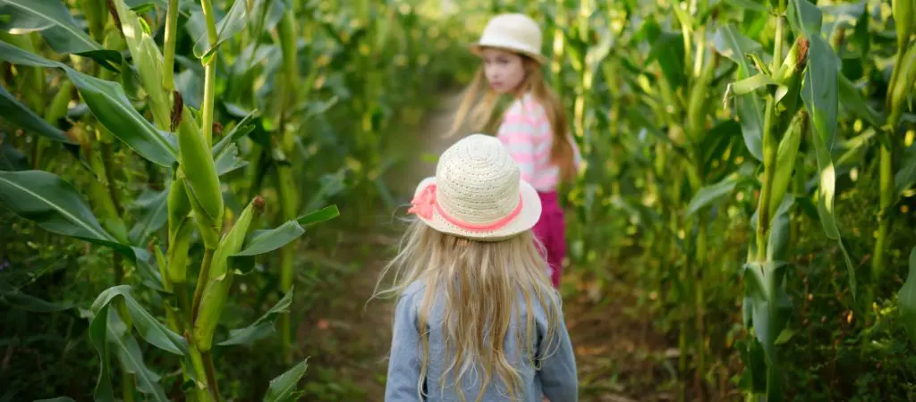 Two little girls with hats and sweaters walk through a green corn maze.