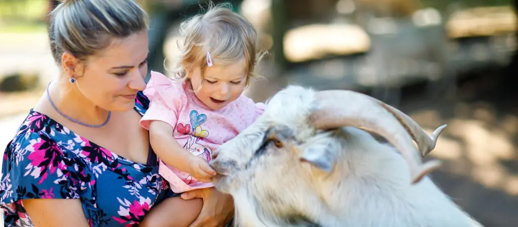 A mom smiles gently while holding her small, happy daughter to feed and pet a goat. 