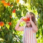 Peach picking, North Georgia, Blue Ridge, Fruit