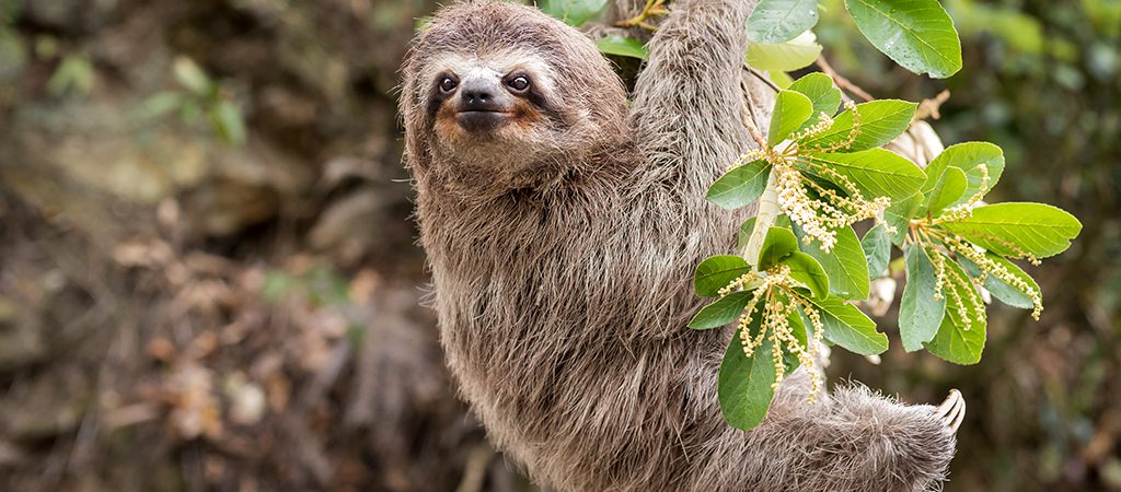 Sloth | Wild Life