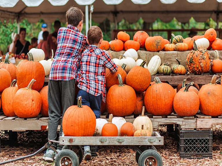 Pumpkin Patch | Blue Ridge | North Georgia