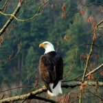 Bald Eagle | North Georgia
