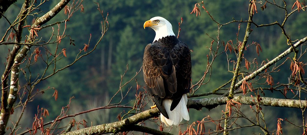 Bald Eagle | North Georgia