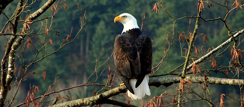 North Georgia Wildlife Guide, Blue Ridge Mountains