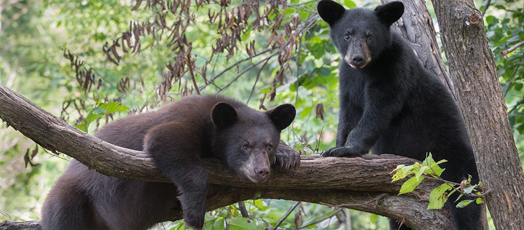 Black Bears | Blue Ridge
