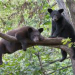 Black Bears | Wildlife | Blue Ridge