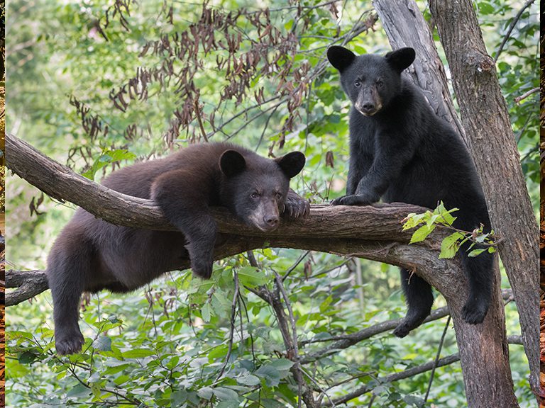 Black Bears | Wildlife | Blue Ridge
