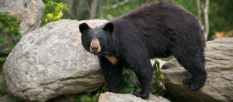 15 Fascinating Facts About the Blue Ridge Mountains | Georgia Cabins