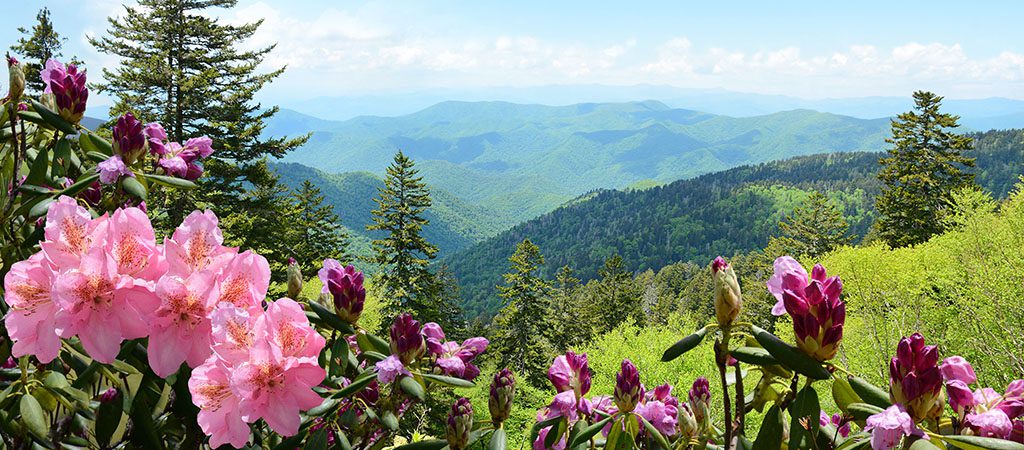 Wildflowers - Blue Ridge