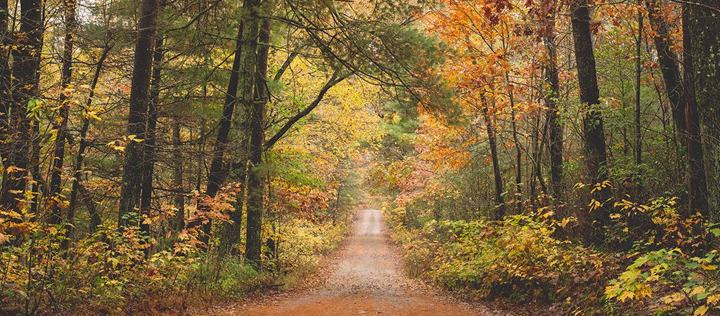 North Georgia Wildlife Guide, Blue Ridge Mountains