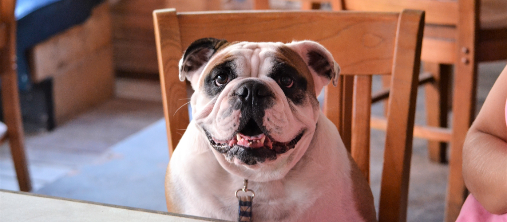 A leashed bulldog sits in chair at restaurant, smiling at the camera.